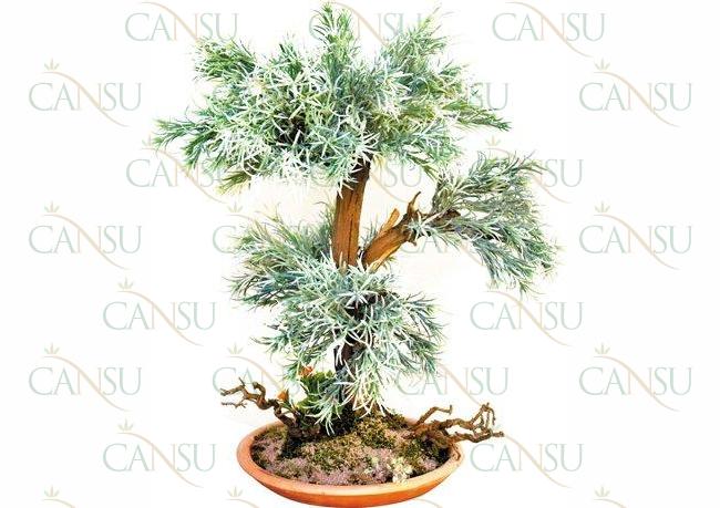 Yapay Ağaç, Yapay Meyve Ağacı, Yapay Yapraklı Ağaç, Yapay Fantezi Ağaç, Yapay Şimşir Ağaç, Yapay Bonzai